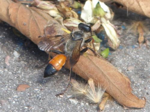 Sphex funerarius